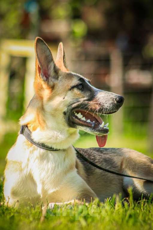 Собаки в Москве: Красавчик, метис овчарки Рэкс в дар Мальчик, 1 руб. - фото 5