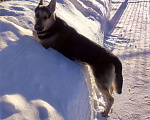 Собаки в Красноярске: Кобель для вязки Мальчик, 1 руб. - фото 3