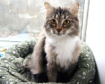 Кошки в Новосибирске: Сибирская кошечка в поисках дома!, Бесплатно - фото 5