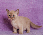 Кошки в Ливны: котята породы Европейская Бурма, 30 000 руб. - фото 8