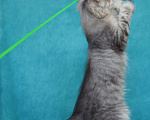 Кошки в Мытищах: Котенок Мейн-кун Мальчик, 200 000 руб. - фото 5
