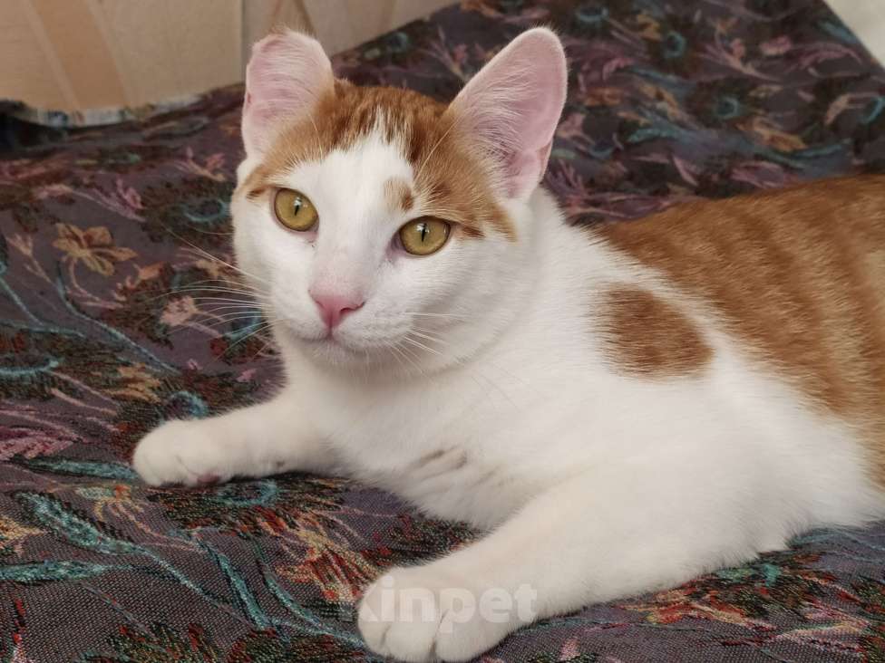 Кошки в Санкт-Петербурге: Молодой котейка Яша в добрые руки Мальчик, Бесплатно - фото 4