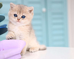 Кошки в Владивостоке: Голубой золотистый британский мальчик Мальчик, 130 000 руб. - фото 3