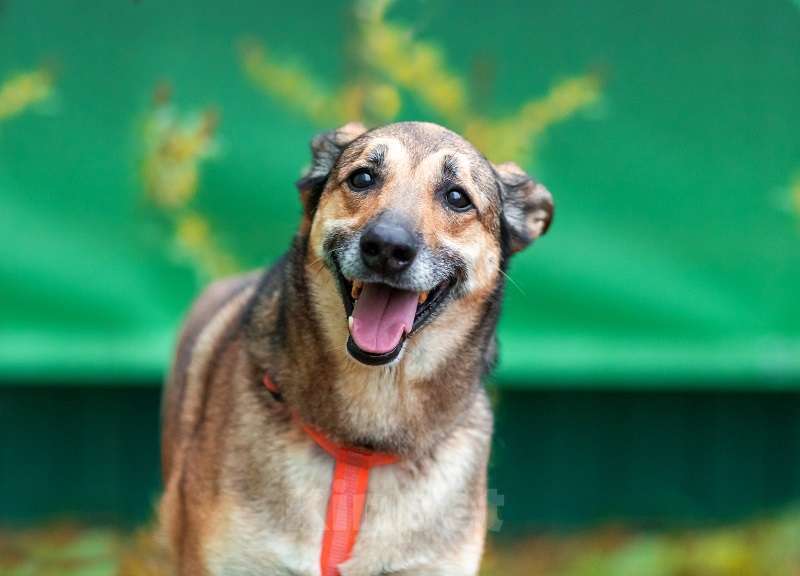 Собаки в Москве: Джой Мальчик, Бесплатно - фото 9