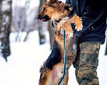 Собаки в Москве: Ваш самый верный друг, молодой пес Хьюго в добрые руки Мальчик, 10 руб. - фото 5