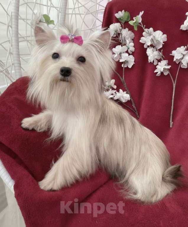 Собаки в Москве: Мини йорк девочка подрощенная золотая Девочка, 80 000 руб. - фото 2