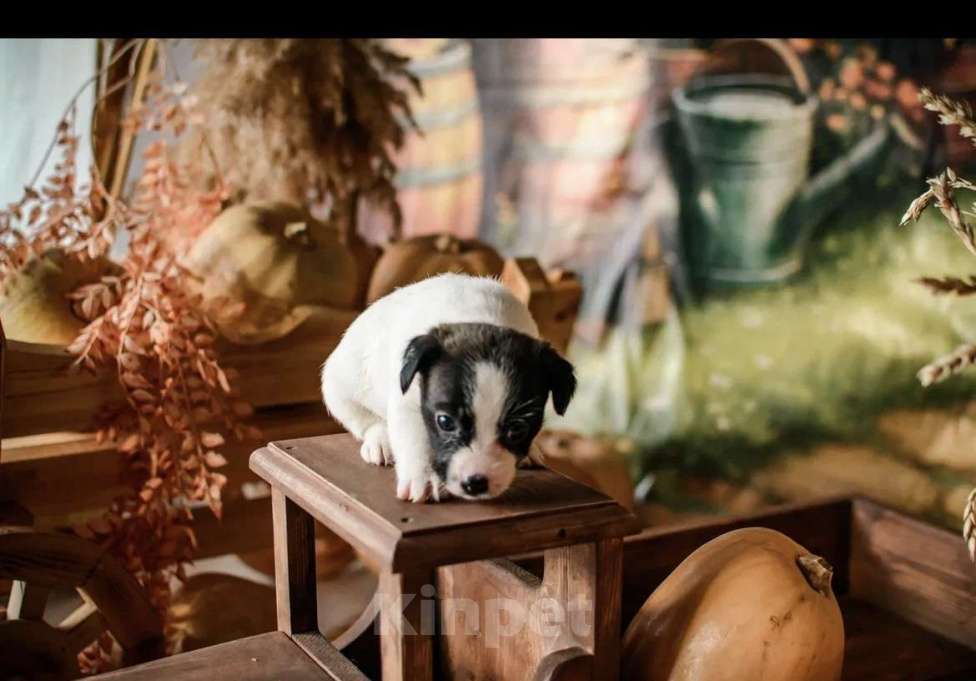 Собаки в Симферополе: Щенок девочка Джек  Девочка, 19 500 руб. - фото 5