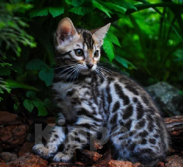 Кошки в Москве: Бенгальские котята Мальчик, Бесплатно - фото 1