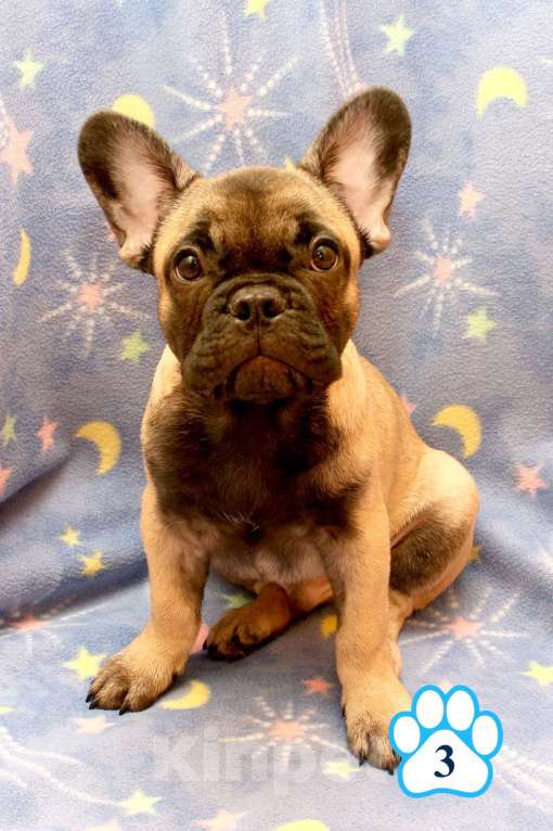 Собаки в Липецке: Французский бульдог. Щенки "соболиного окраса" Мальчик, 80 000 руб. - фото 8