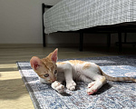 Кошки в Мытищах: Котята Корниш-рекс Мальчик, 35 000 руб. - фото 2