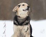 Собаки в Москве: Самый добрый щенок из приюта Мальчик, Бесплатно - фото 3