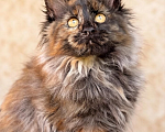 Кошки в Устюжне: Котята мейн кун Разнополые, Бесплатно - фото 4