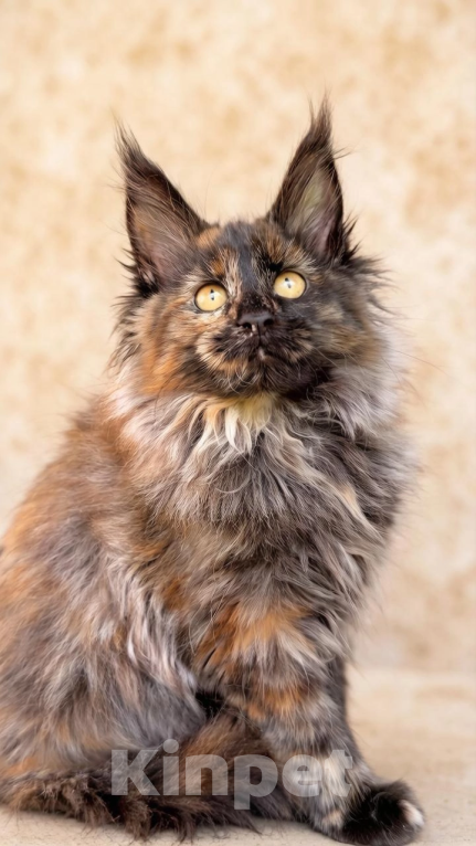 Кошки в Устюжне: Котята мейн кун Разнополые, Бесплатно - фото 4