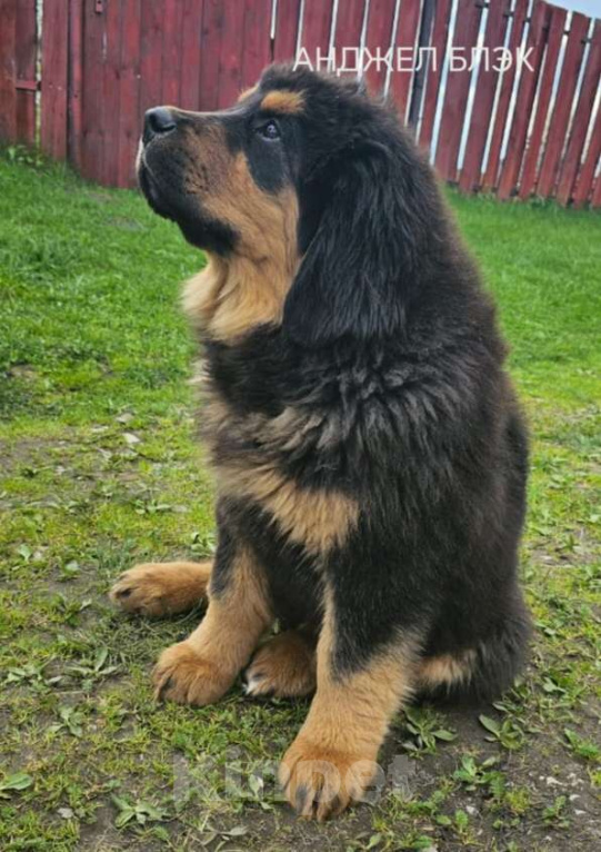 Собаки в Владимире: Тибетский мастиф Девочка, 40 000 руб. - фото 2
