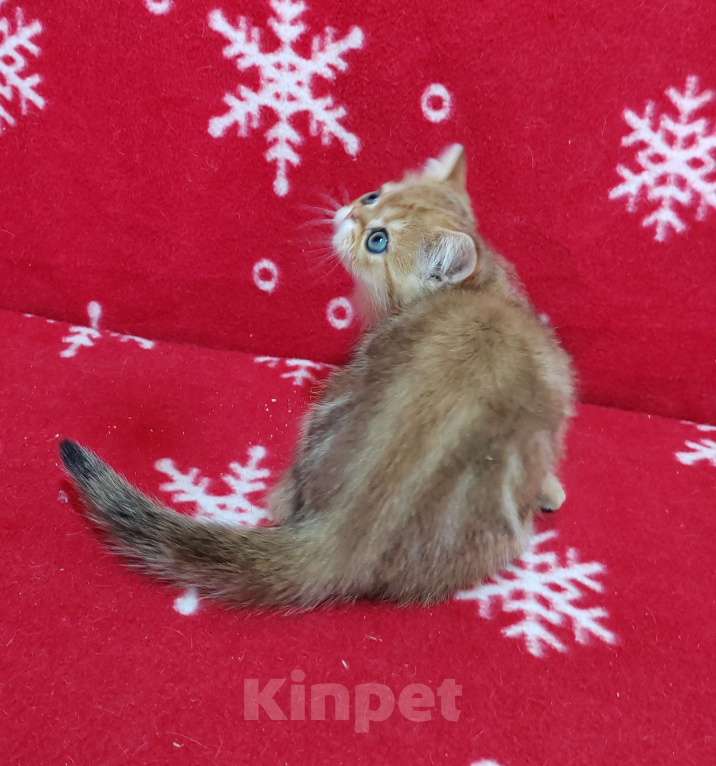 Кошки в Москве: Золотой мраморный котик Мальчик, 3 000 руб. - фото 5