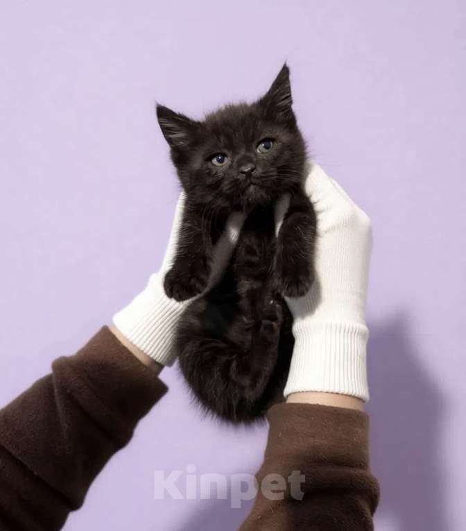 Кошки в Санкт-Петербурге: Ласковый котенок Мальчик, Бесплатно - фото 1