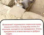 Кошки в Саратове: Срочно! Подкидыши.  Девочка, Бесплатно - фото 3