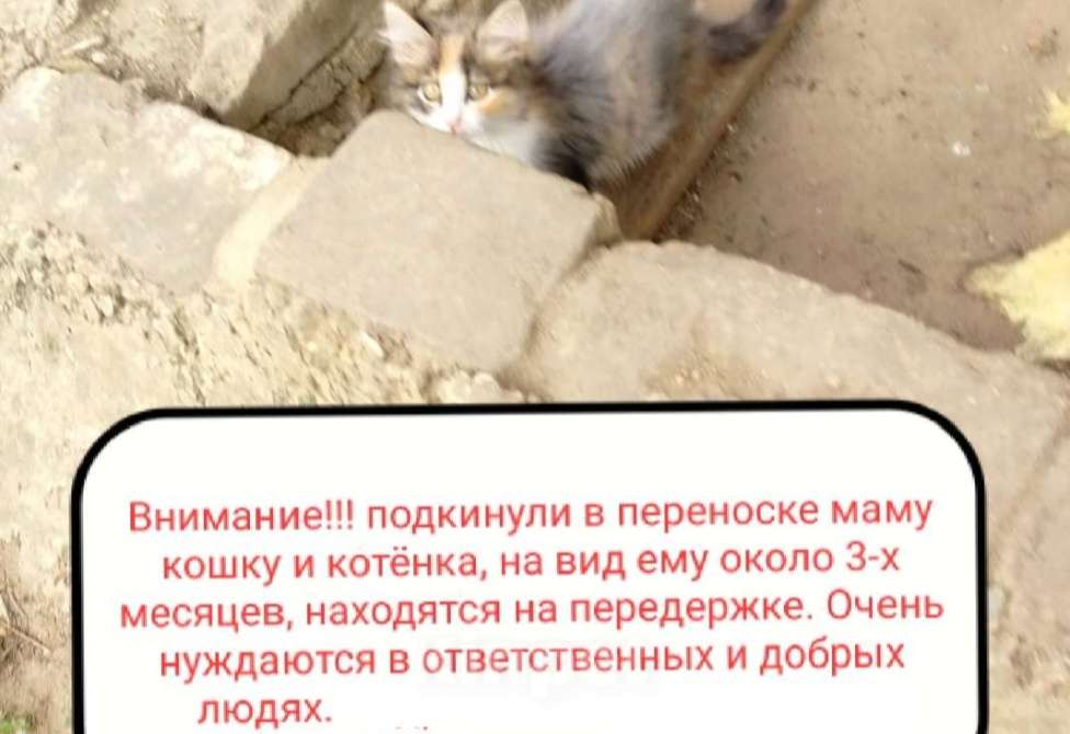 Кошки в Саратове: Срочно! Подкидыши.  Девочка, Бесплатно - фото 3