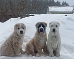 Собаки в Москве: Среднеазиатская овчарка, алабай, щенок Мальчик, 80 000 руб. - фото 1