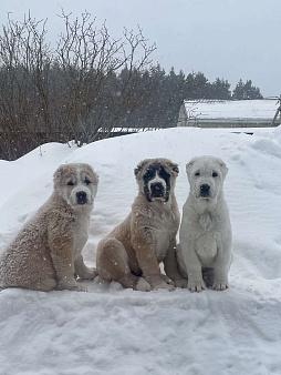 Среднеазиатская овчарка, алабай, щенок