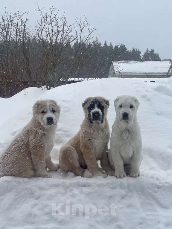 Собаки в Москве: Среднеазиатская овчарка, алабай, щенок Мальчик, 80 000 руб. - фото 1