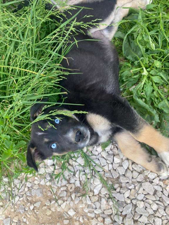 Собаки в Москве: Малу, голубоглазый метис хаски Девочка, Бесплатно - фото 2