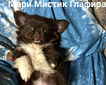 Собаки в Санкт-Петербурге: Гипер ласковая и веселая чихуахуа Глаша Девочка, 100 000 руб. - фото 2