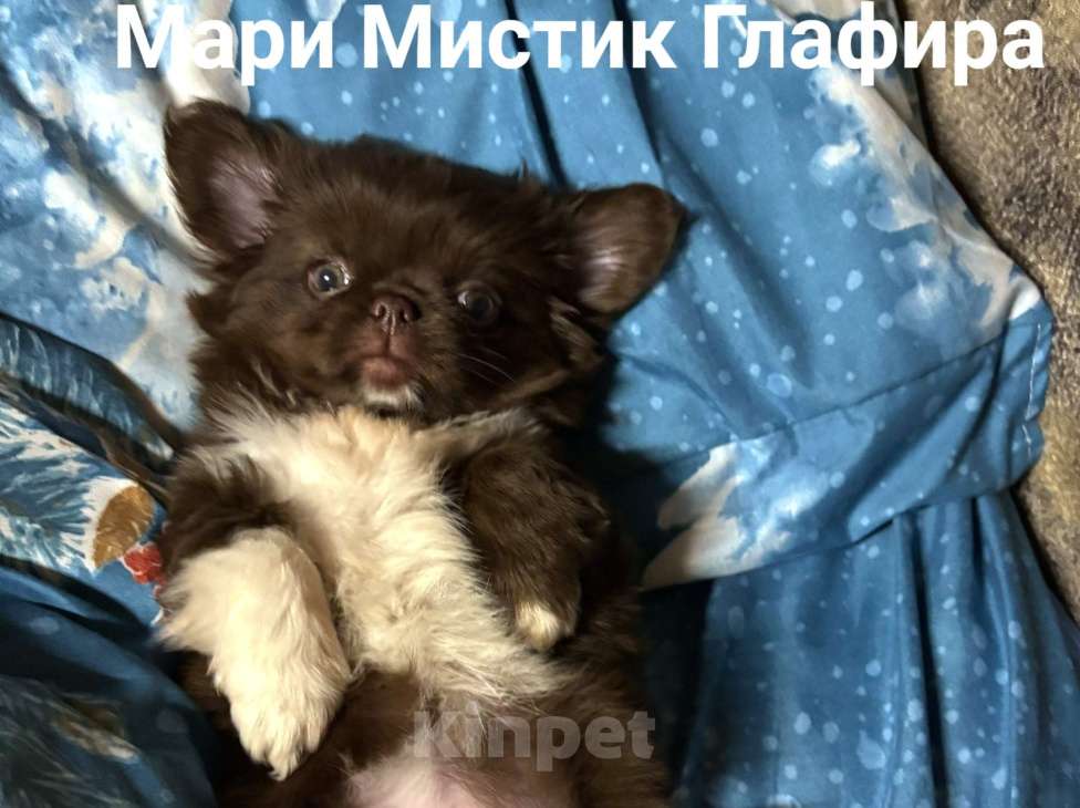 Собаки в Санкт-Петербурге: Гипер ласковая и веселая чихуахуа Глаша Девочка, 100 000 руб. - фото 2