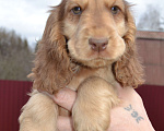 Собаки в Зеленограде: Английского кокер спаниеля щенки Девочка, 30 000 руб. - фото 3
