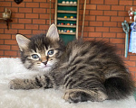 Кошки в Москве: Курильский бобтейл девочка Девочка, 40 000 руб. - фото 3