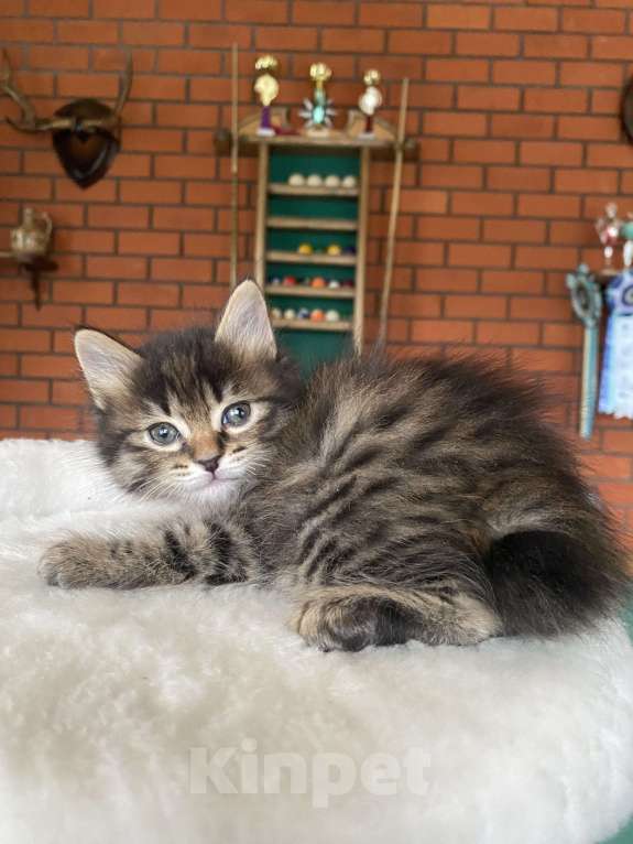 Кошки в Москве: Курильский бобтейл девочка Девочка, 40 000 руб. - фото 3