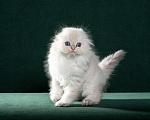Кошки в Екатеринбурге: Шотландский длинношёрстный мальчик с голубыми глазами. Мальчик, Бесплатно - фото 3