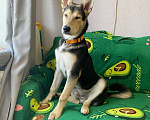 Собаки в Комсомольске-На-Амуре: Собака в добрые руки  Мальчик, Бесплатно - фото 5