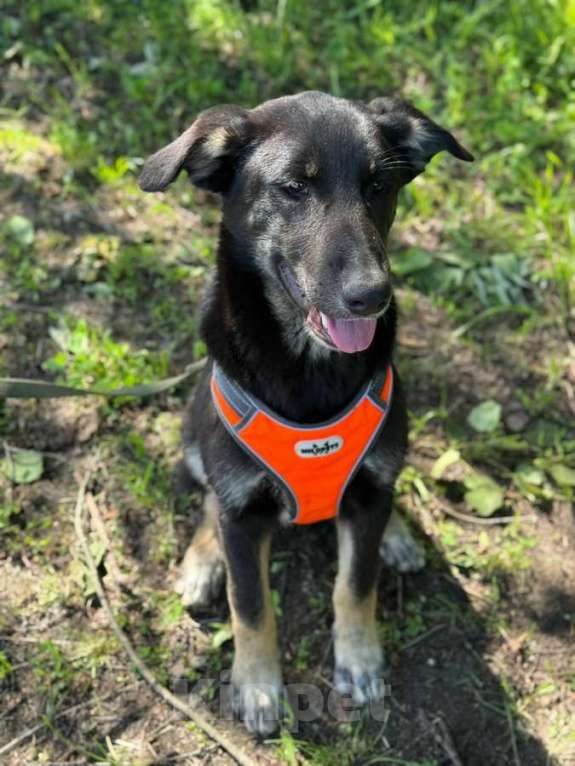 Собаки в Санкт-Петербурге: Умный и симпатичный щенок-подросток ищет дом Мальчик, Бесплатно - фото 3