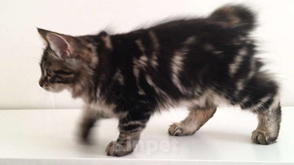 Кошки в Москве: Hunter SPAWN POINT Мальчик, 60 000 руб. - фото 7