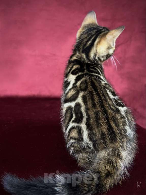 Кошки в Москве: Бенгальский котенок-мальчик, питомник ABCats (WCF) Москва Мальчик, Бесплатно - фото 6