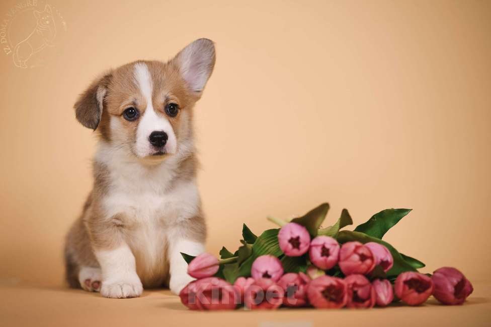 Собаки в других городах Московской области: Щенки вельш корги пемброк Девочка, 90 000 руб. - фото 3