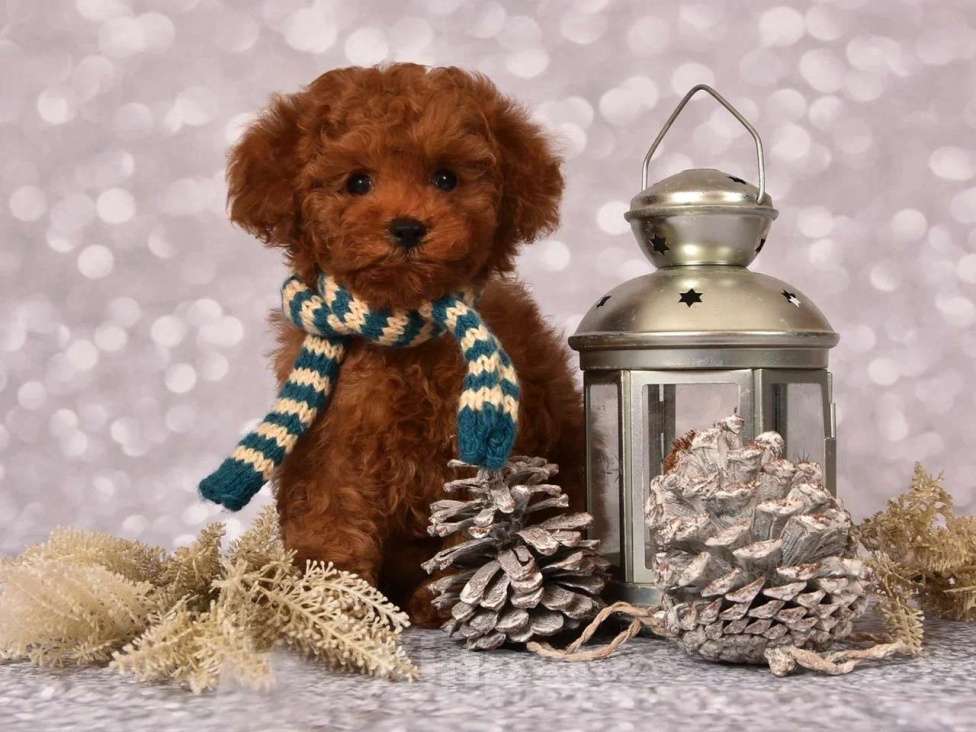 Собаки в других городах Московской области: Щенок мальчик Тедди Пудель Мальчик, 150 000 руб. - фото 1