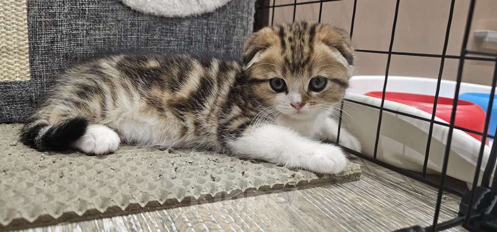 Кошки в Балашихе: Шотландский здоровяк Мальчик, 45 000 руб. - фото 3