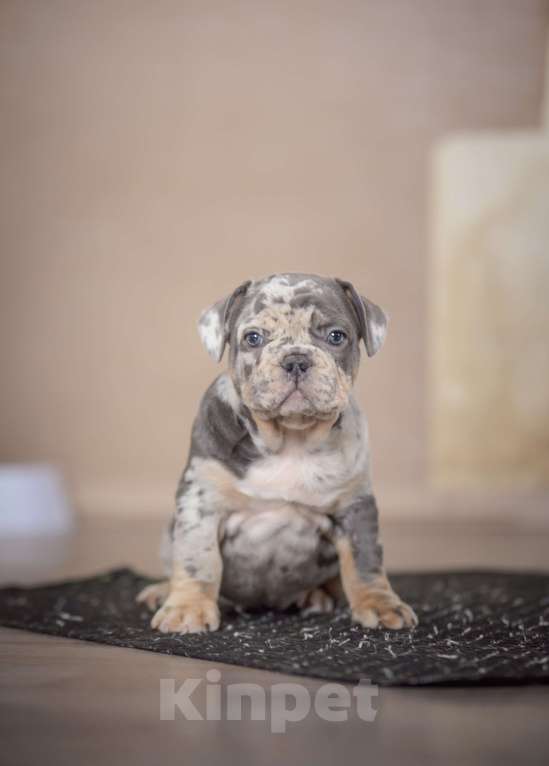 Собаки в Белгороде: Французский бульдог щенки Мальчик, 150 000 руб. - фото 2