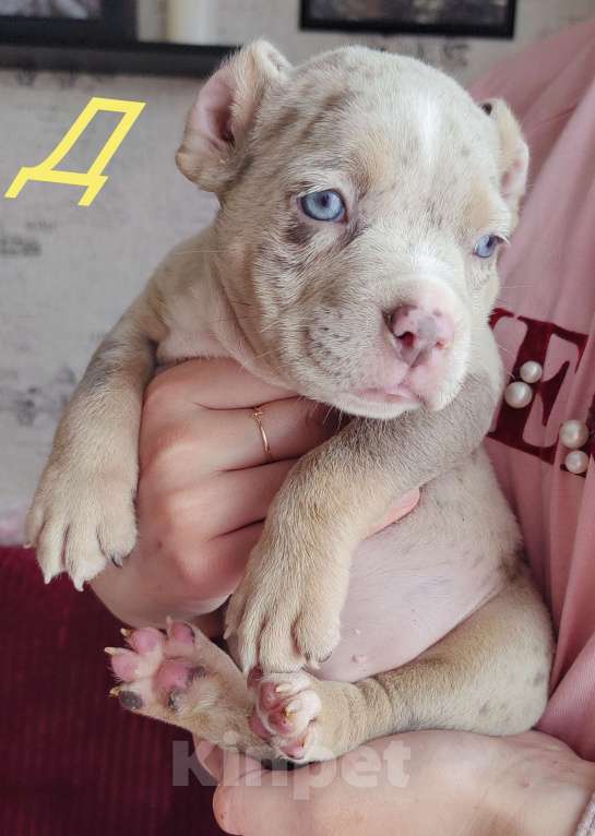 Собаки в Прокопьевске: Американский булли Девочка, 80 000 руб. - фото 3