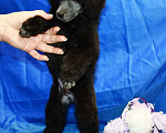 Собаки в Долгопрудном: Щенок  пуделя серебристый ДЖЕНТЛИ БОРН  ФЛЭШ РОЯЛЬ Мальчик, 150 000 руб. - фото 6
