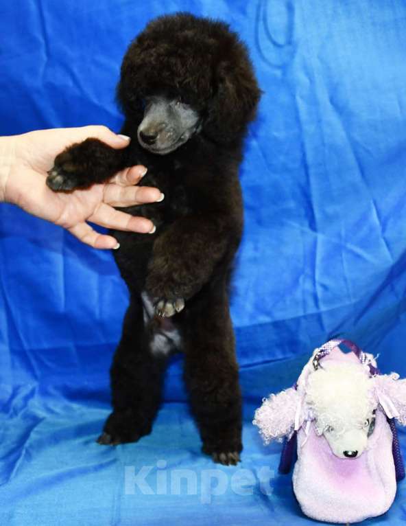 Собаки в Долгопрудном: Щенок  пуделя серебристый ДЖЕНТЛИ БОРН  ФЛЭШ РОЯЛЬ Мальчик, 150 000 руб. - фото 6