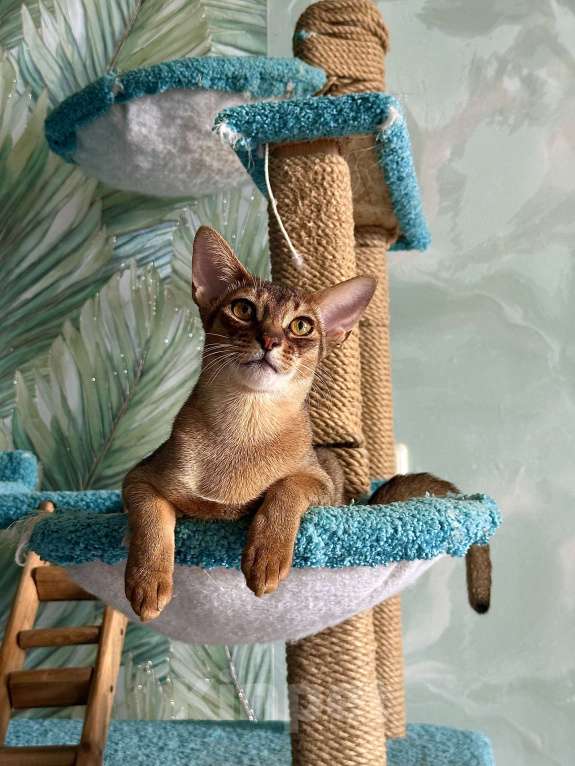 Кошки в Краснодаре: Абиссинский котик Мальчик, 25 000 руб. - фото 2