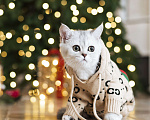 Кошки в Санкт-Петербурге: Шотландский котенок Мальчик, 199 000 руб. - фото 2