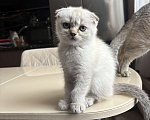 Кошки в других городах Московской области: Кошечка вислоухая Девочка, Бесплатно - фото 1