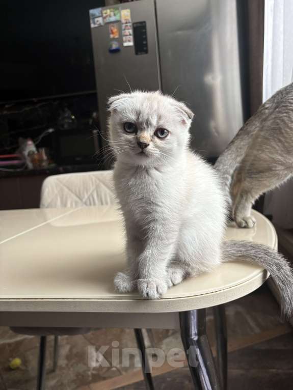 Кошки в других городах Московской области: Кошечка вислоухая Девочка, Бесплатно - фото 1