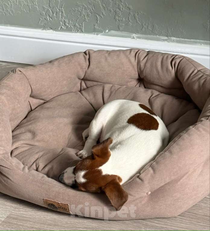 Собаки в Москве: Сука джек Рассел терьер 5 месяцев Девочка, Бесплатно - фото 4