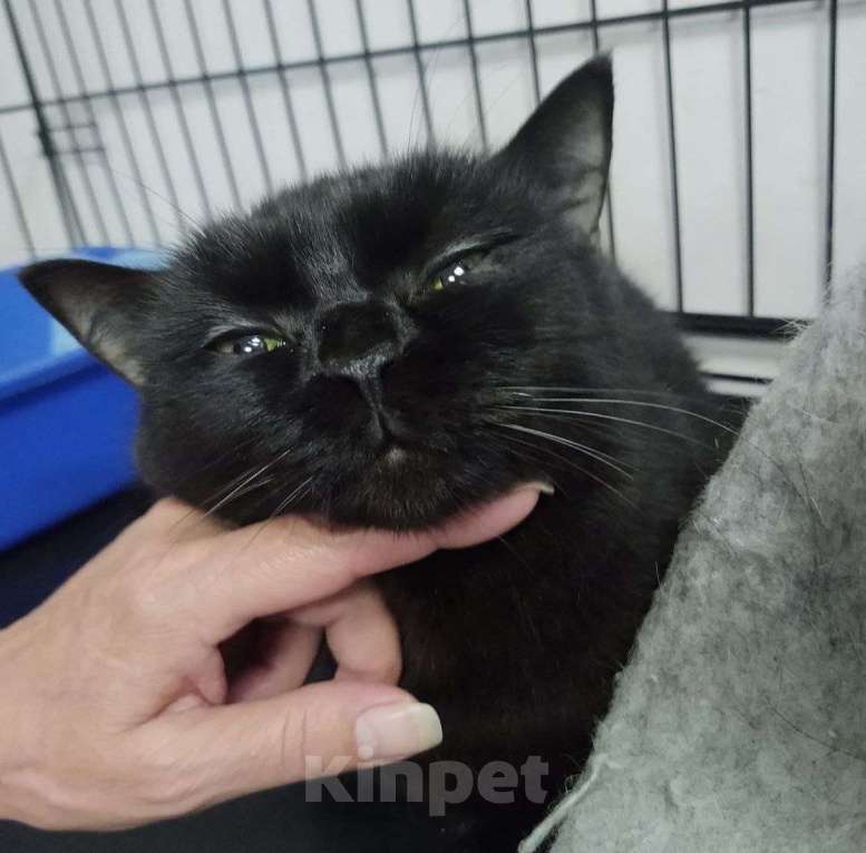 Кошки в Москве: Домашняя кошечка живет взаперти 💔  Девочка, Бесплатно - фото 2