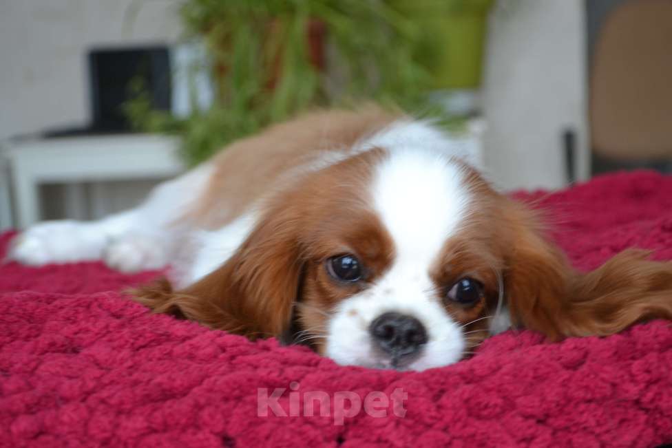 Собаки в Краснодаре: Очаровательный малыш кавалерчик Мальчик, 50 000 руб. - фото 3